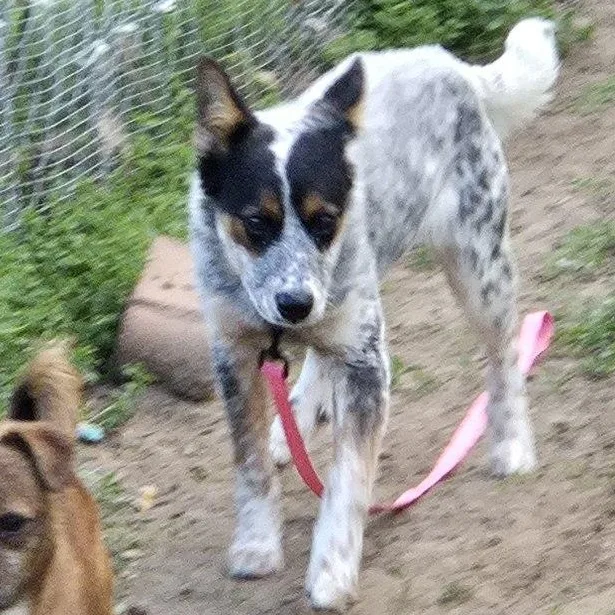 A baby small-sized female Cattle Dog dog named Clara for adoption in Blue Springs, MO
