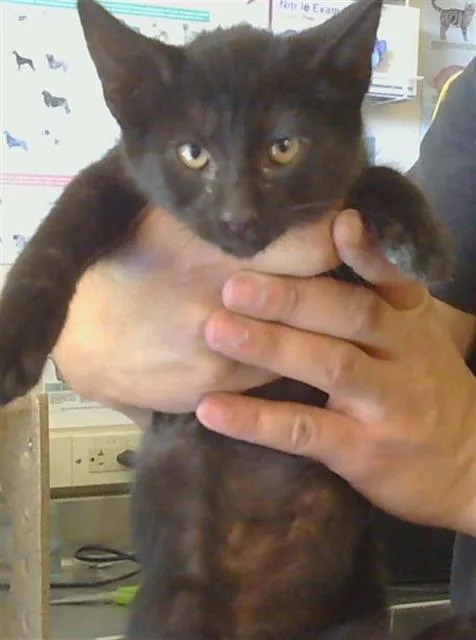 A baby small-sized male Domestic Short Hair cat named Picasso for adoption in Sacramento, CA