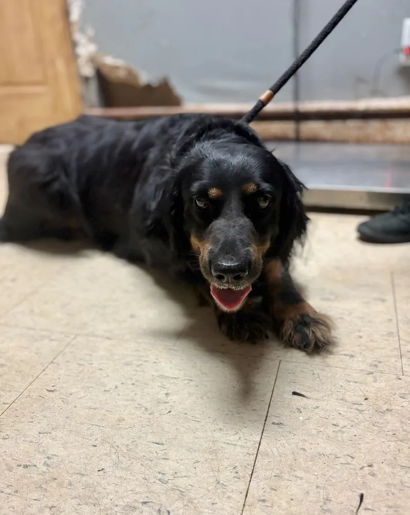 An adult large-sized female Gordon Setter dog named Madam Scallywag for adoption in Chillicothe, OH