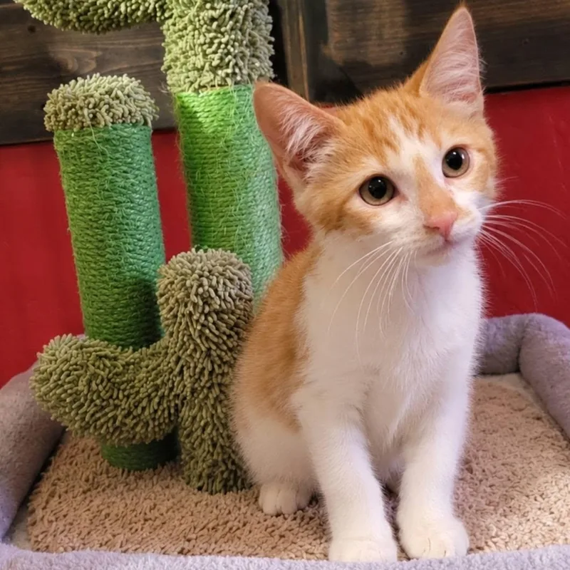 A baby medium-sized male Orange & White Domestic Short Hair cat named Crouton for adoption in Queen Creek, AZ