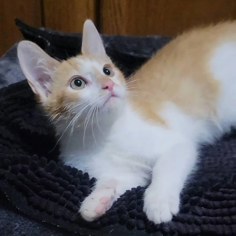 Crouton thumbnail 2