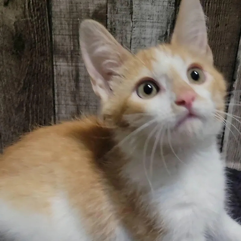 Crouton thumbnail 3