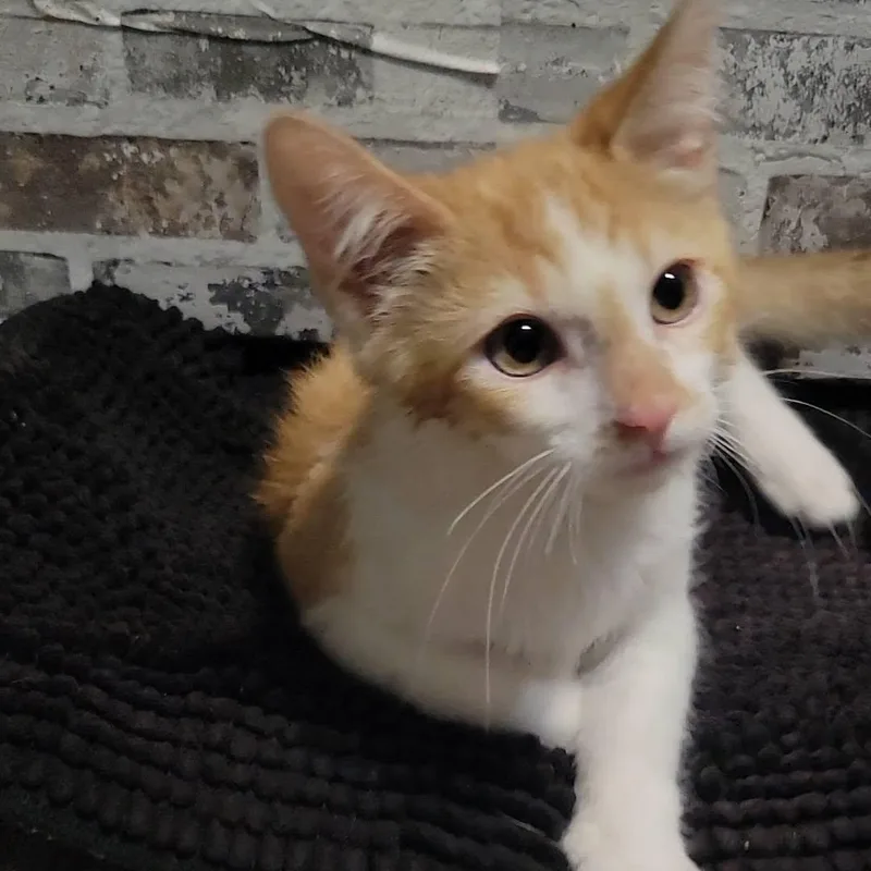 Crouton thumbnail 4