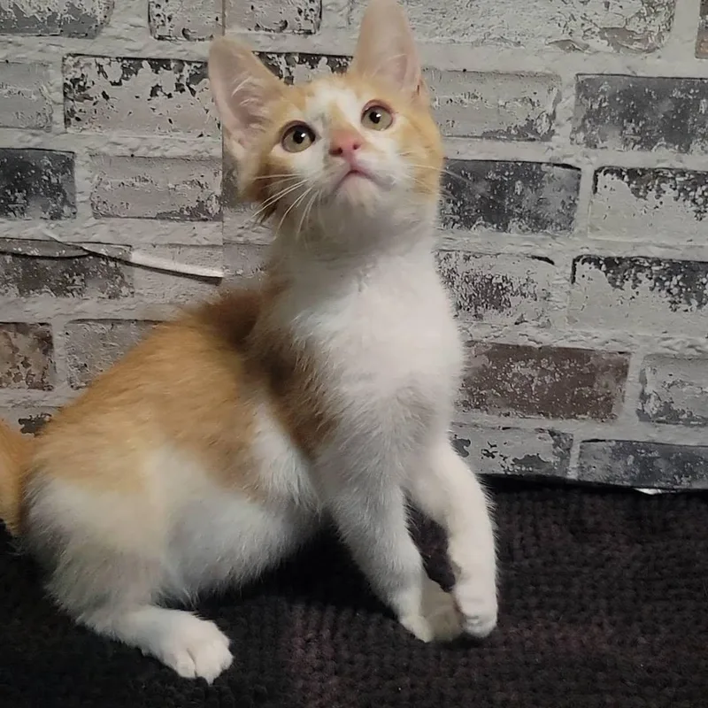 Crouton thumbnail 5