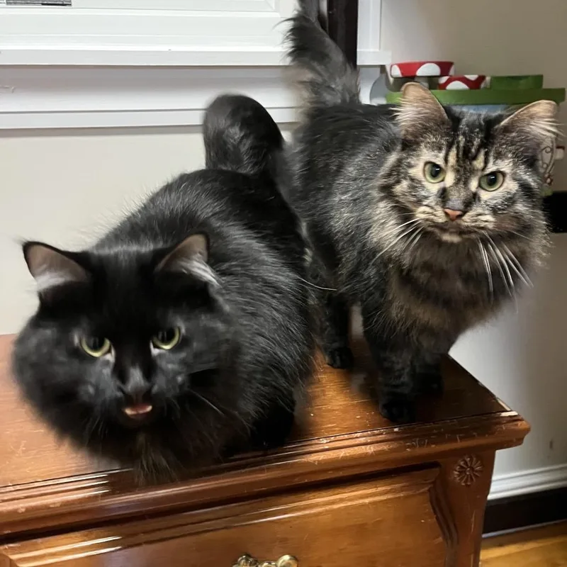 Salem And Joy thumbnail 2