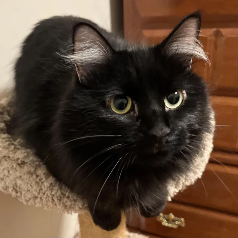 Salem And Joy thumbnail 3