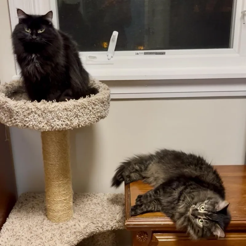 Salem And Joy thumbnail 4