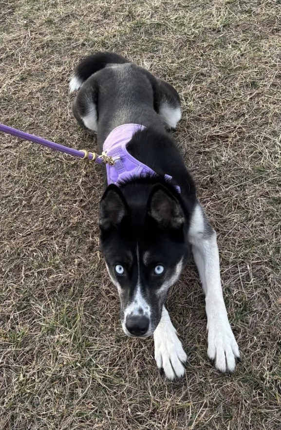 A young large-sized female Husky dog named Dascha for adoption in McKinney, TX