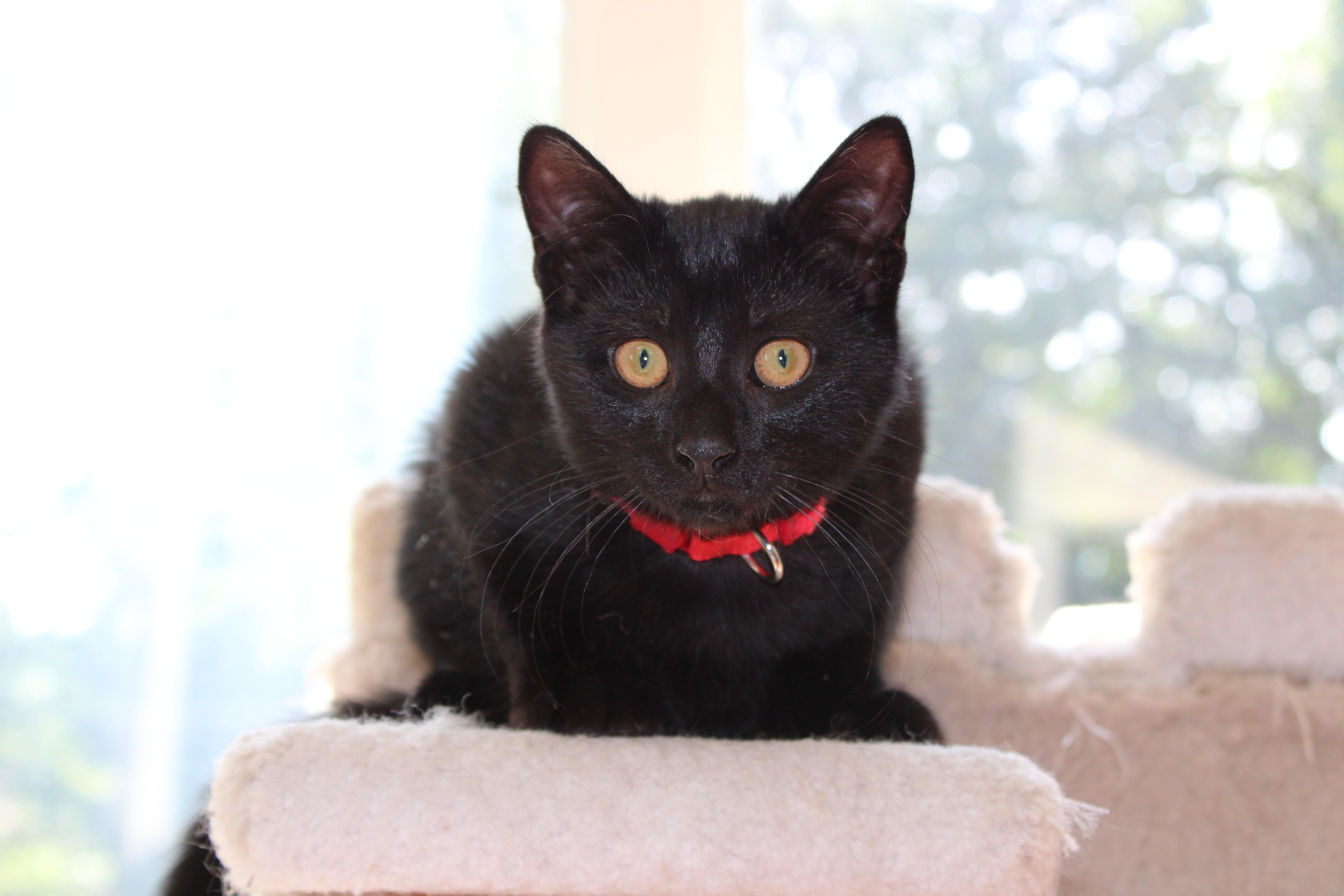 A baby medium-sized female Black Domestic Short Hair cat named Charlotte for adoption in Mayfield, NY