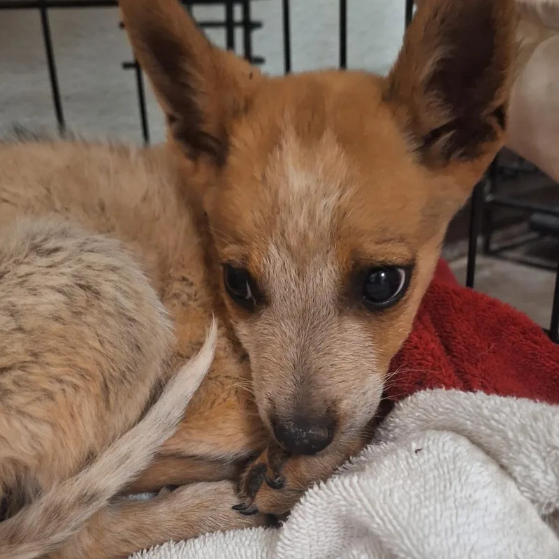 A baby small-sized male Red / Chestnut / Orange Cattle Dog dog named Abba for adoption in Flagstaff, AZ