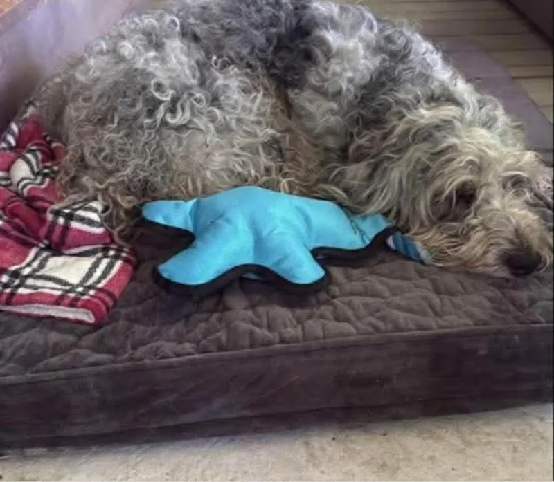 A young medium-sized male Standard Poodle dog named Logan for adoption in Wakefield, RI