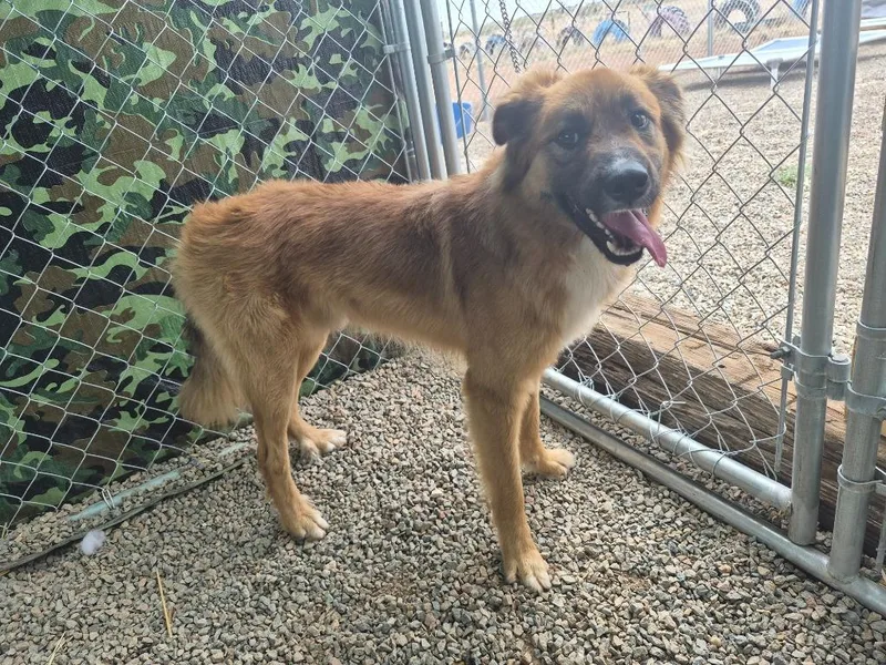 A young medium-sized male Shepherd dog named Buster for adoption in Moriarty, NM