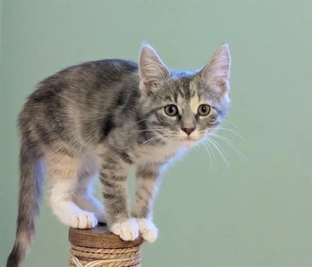 A baby small-sized female Domestic Short Hair cat named Gisele for adoption in Sacramento, CA