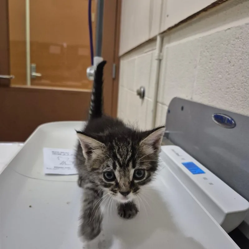 A baby small-sized female Brown / Chocolate Domestic Short Hair cat named Mandy for adoption in Upland, CA