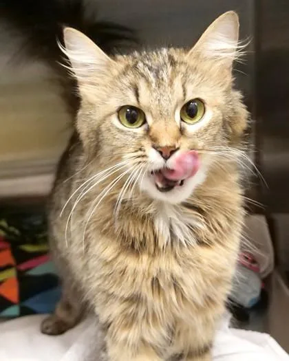 A young small-sized female Domestic Medium Hair cat named Olivia Rodrigo for adoption in Fishers, IN