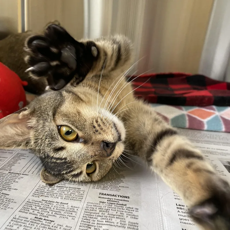A young medium-sized male Tabby (Gray / Blue / Silver) American Shorthair cat named Dawson for adoption in North Kingstown, RI