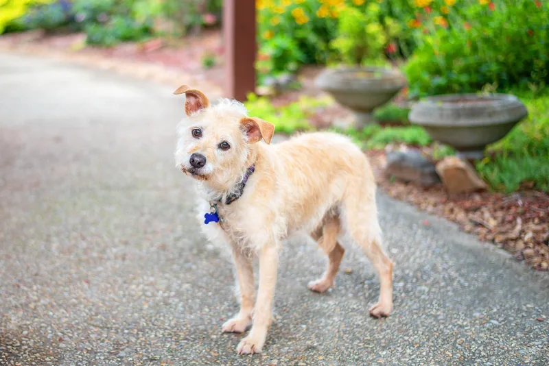 An adult medium-sized female Yellow / Tan / Blond / Fawn Terrier dog named Sandy for adoption in Baton Rouge, LA