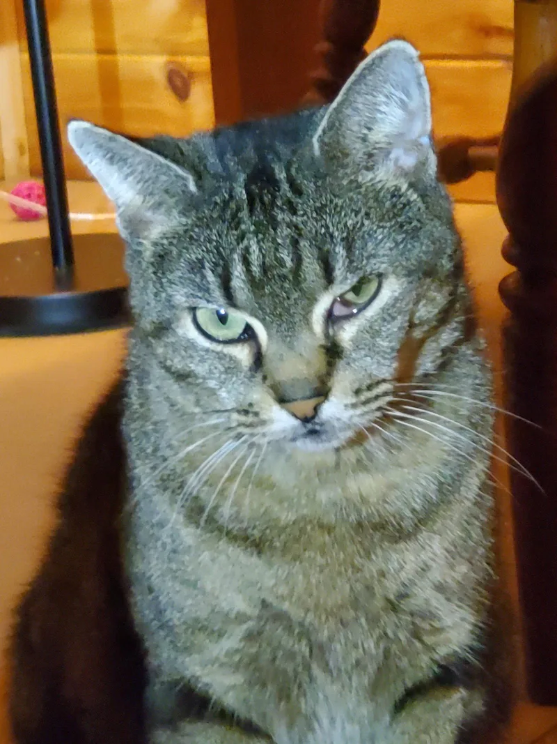 Olive  Bonded with thumbnail 2