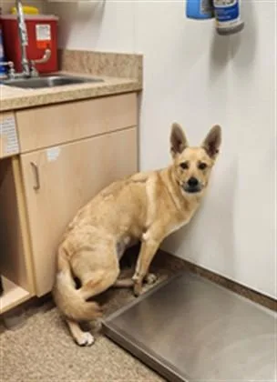 A young large-sized male Anatolian Shepherd dog named Bash for adoption in Albuquerque, NM