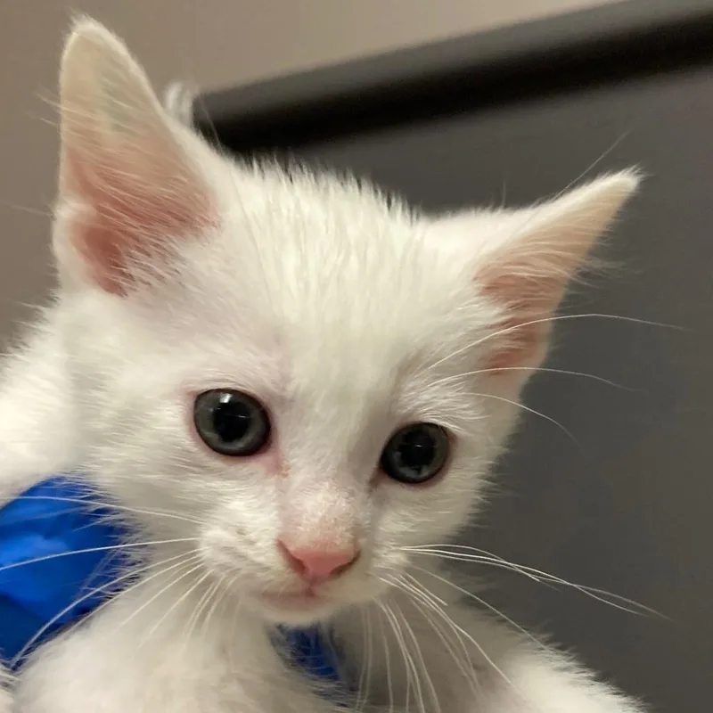 A baby small-sized female Domestic Short Hair cat named Burrata for adoption in Chicago, IL