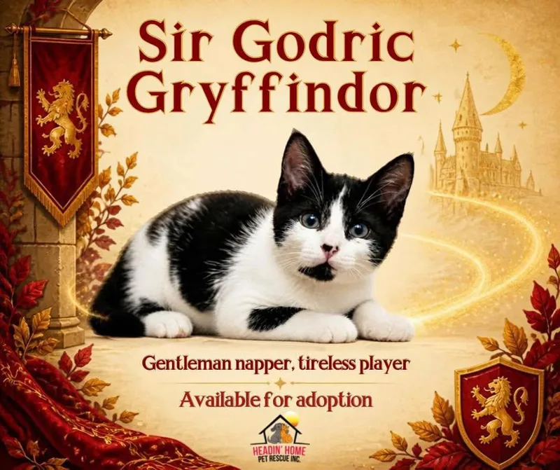 A baby small-sized male Black & White / Tuxedo Domestic Short Hair cat named Godric Gryffindor for adoption in Holland, MI