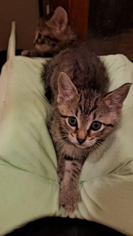 A baby medium-sized male Domestic Short Hair cat named Robin for adoption in O'Fallon, MO