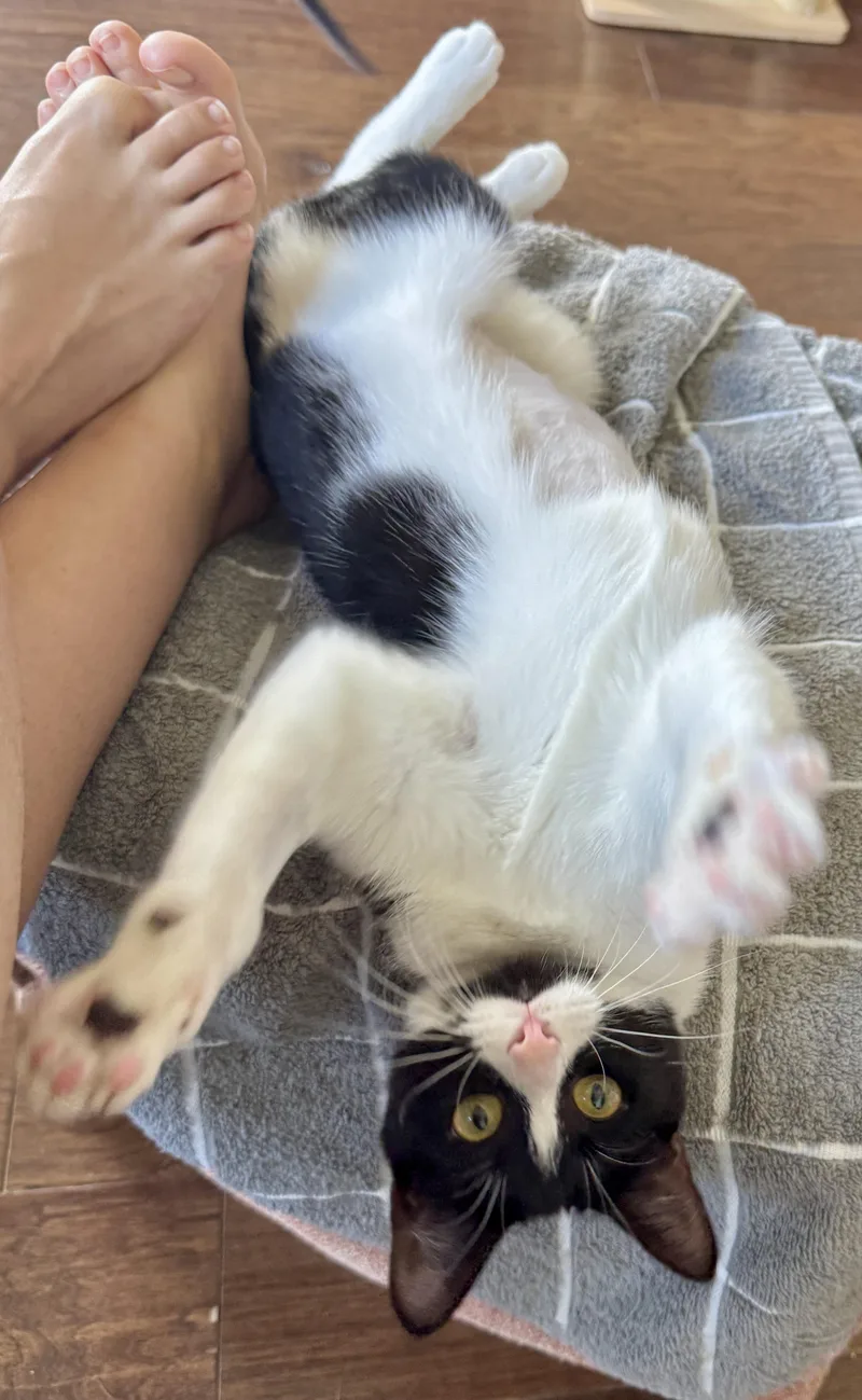 A baby medium-sized female Domestic Short Hair cat named Delta for adoption in Houston, TX