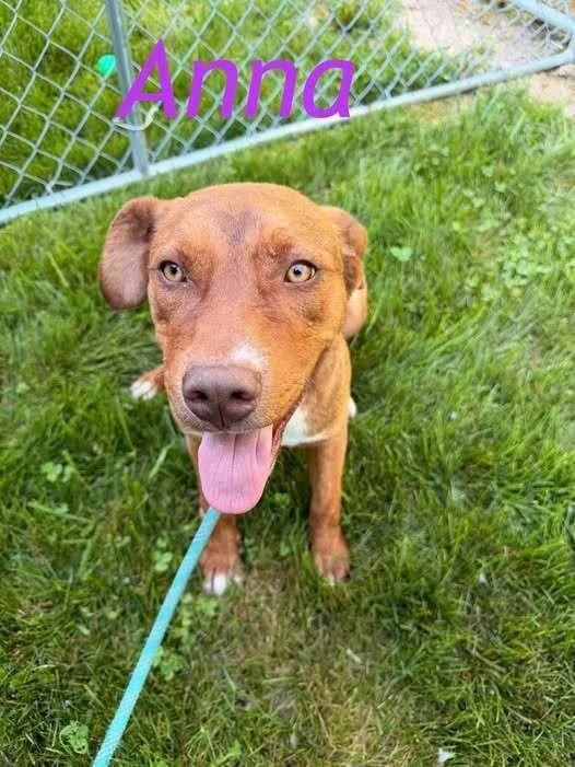 A baby medium-sized female Brown / Chocolate Pit Bull Terrier dog named Anna for adoption in Hillsboro, OH