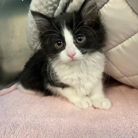 A baby small-sized female Black Domestic Long Hair cat named Peggy Sue for adoption in Dayton, OH