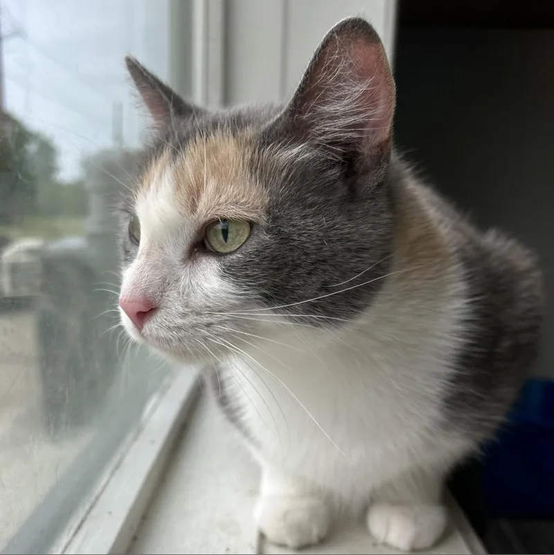 An adult small-sized female Calico Domestic Short Hair cat named Lola for adoption in West Des Moines, IA