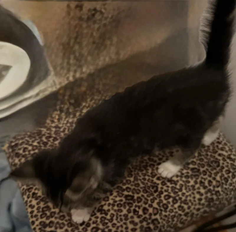 Juniper  Athens  thumbnail 2