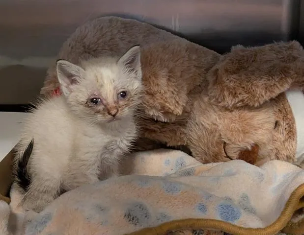 A baby small-sized female Domestic Short Hair cat named Mallow for adoption in San Martin, CA