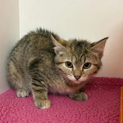 A baby small-sized female Domestic Short Hair cat named Precious for adoption in Janesville, WI