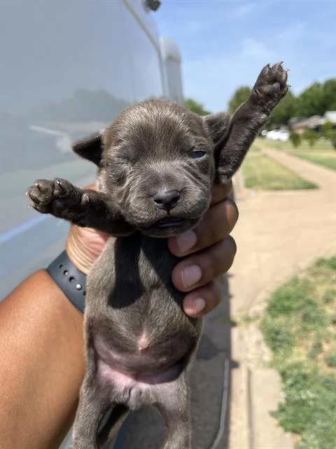 A baby large-sized female Mixed Breed dog named Lucy for adoption in Dallas, TX