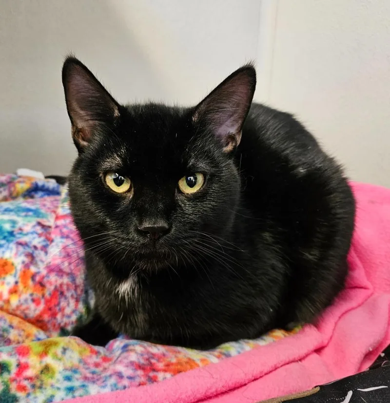 A young small-sized male Domestic Short Hair cat named Slim for adoption in Fremont, OH