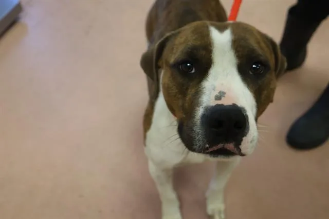 A young medium-sized female Mixed Breed dog named Layla for adoption in Columbia, SC