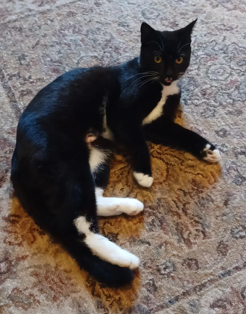 A baby medium-sized female Black & White / Tuxedo Domestic Short Hair cat named Chanel for adoption in Lemoyne, PA