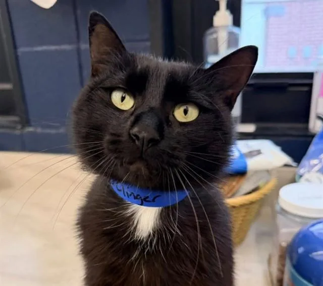 A young medium-sized male Domestic Short Hair cat named Stage  Clinger for adoption in Saint Louis, MO