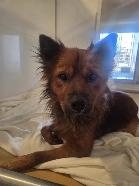 A young large-sized male Chow Chow dog named Lalo for adoption in San Bernardino, CA