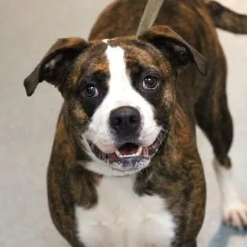 Toffee