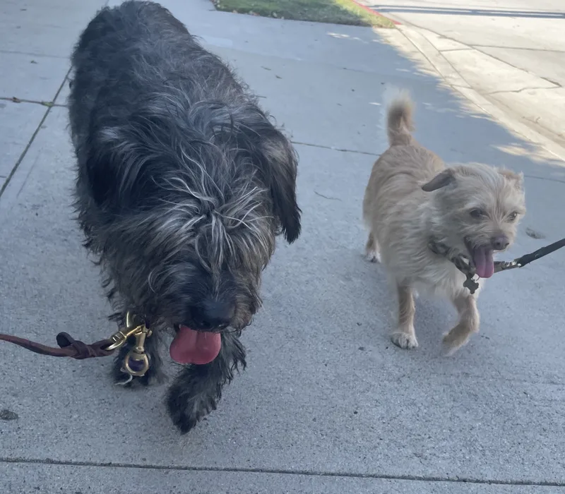 Mick Jagger thumbnail 2