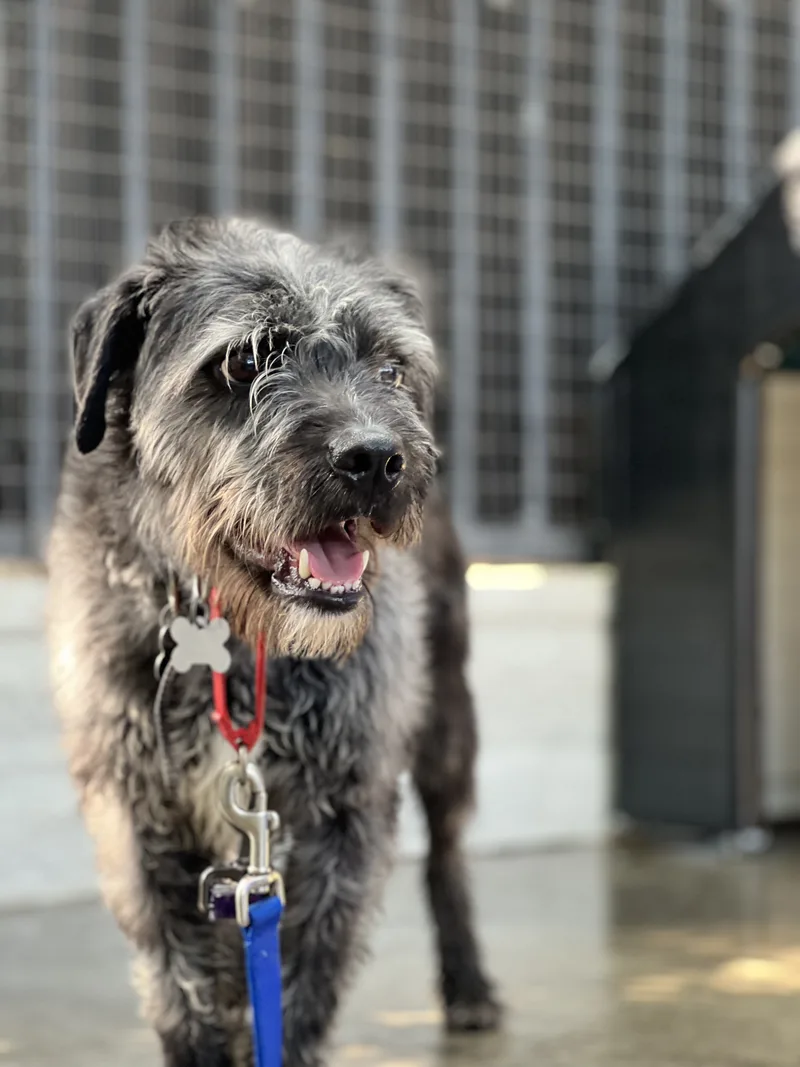 Mick Jagger thumbnail 3