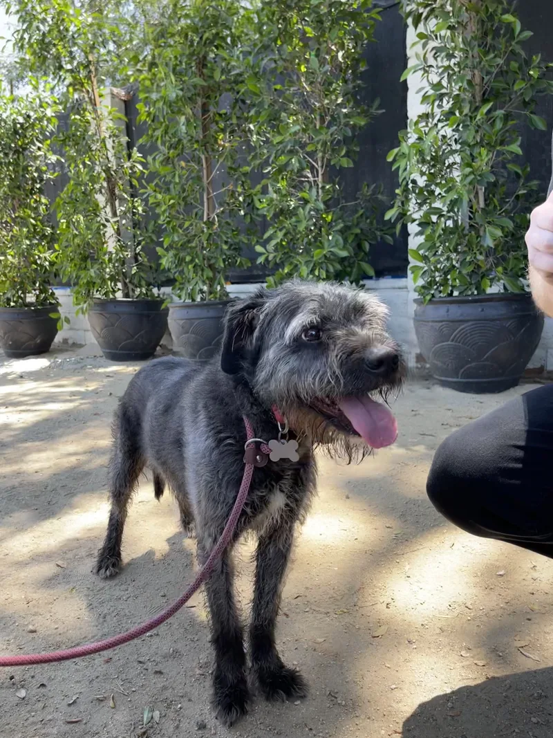 Mick Jagger thumbnail 4