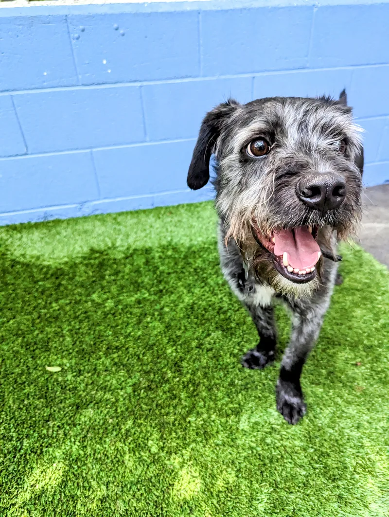 Mick Jagger thumbnail 5