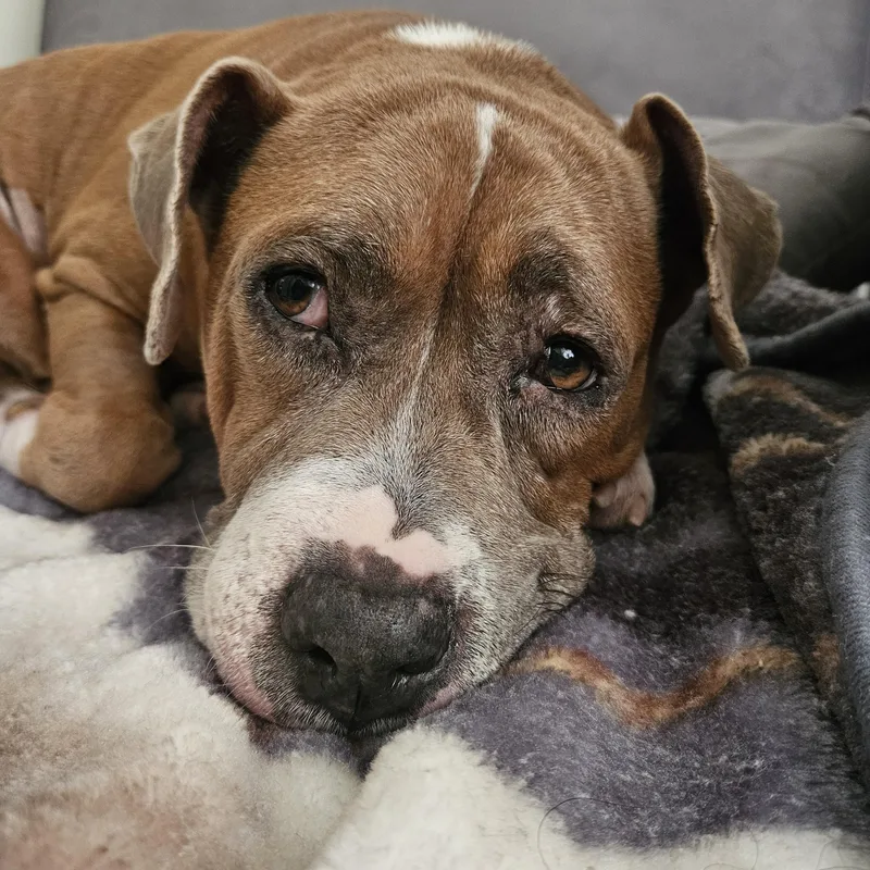 Queen Anne's Revenge thumbnail 2