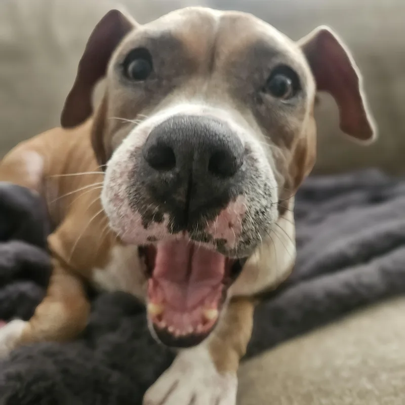 Queen Anne's Revenge thumbnail 3