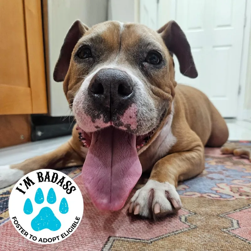 Queen Anne's Revenge