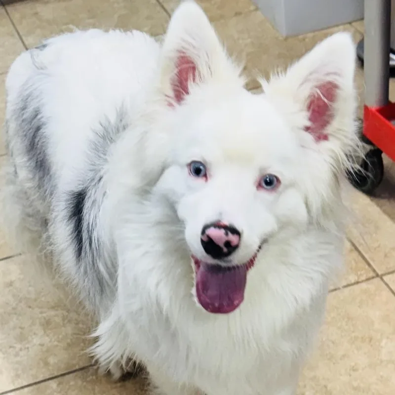 A young medium-sized male Merle (Blue) Australian Shepherd dog named Freddie for adoption in Louisburg, KS