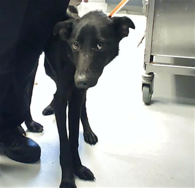 A young medium-sized female German Shepherd Dog dog named Eleanor for adoption in Fayetteville, NC