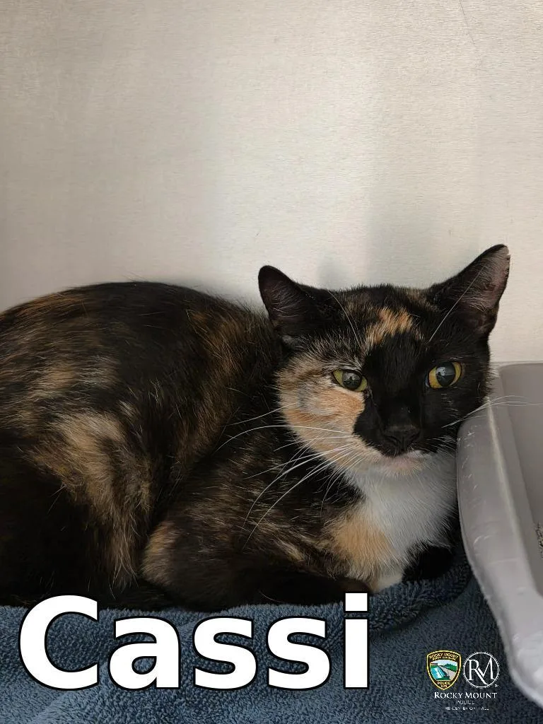A young medium-sized female Domestic Short Hair cat named Cassi for adoption in Rocky Mount, NC